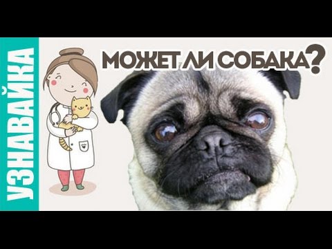 Может ли собака заразиться, плакать, отморозить? Узнавайка.