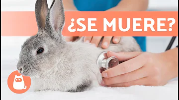 ¿Qué pasa si atropellas a un conejo?