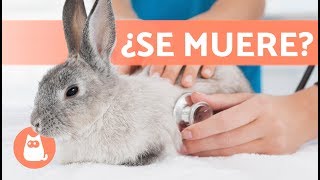 5 SÍNTOMAS de que un conejo VA A MORIR