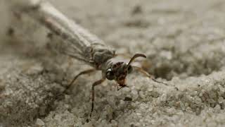 Mravkolev běžný