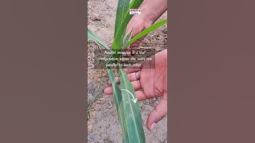 Plants with Parallel Venation have Which Type of roots | Fibrous root | Parallel Venation #shorts