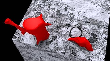 How to map neurons in 3D