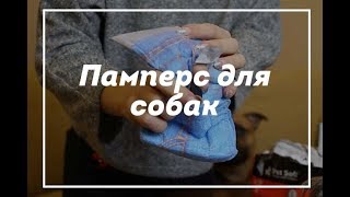 Памперс для собак / щенок йорка / йоркширский терьер