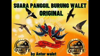 SUARA PANGGIL BURUNG WALET ASLI DARI ALAM | HOW TO CALL SWIFT BIRDS 2018