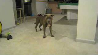 Brooklyn, My 9 Month Old American Pit Bull Terrier