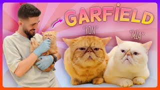 BU KEDİLER GERÇEK Mİ?   (2 Uysal Kedi GARFİELD geldi!)