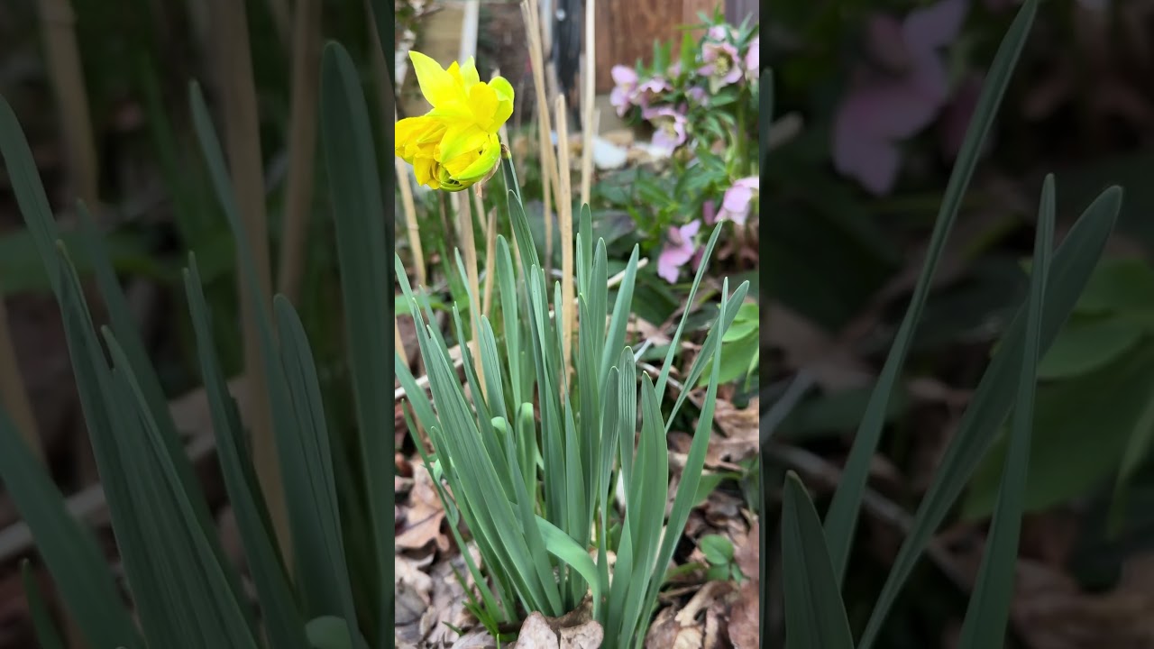First Daffodil Bloom
