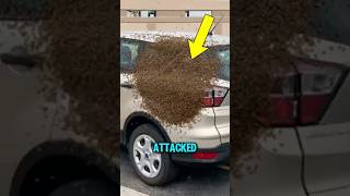 Attacked By Bees Never Jump In Water Do This Instead