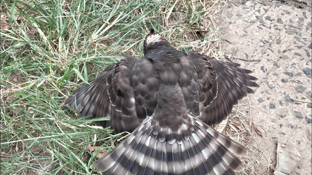 Crested Goshawk baby to training Freefly