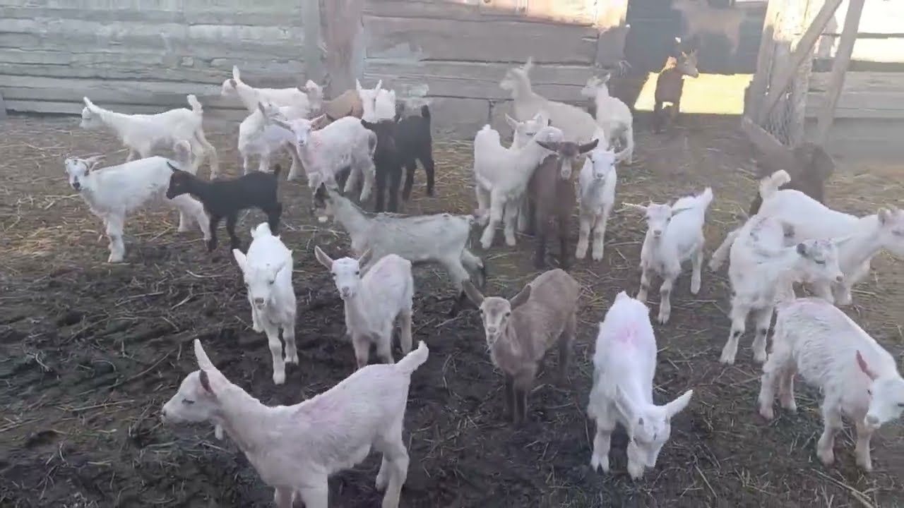 Çəpişləri neçə ayında süddən ayırmalıyıq?