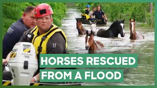 🐎💔 Horses Fighting for Their Lives in Houston Flood  | Animal Cops: Houston