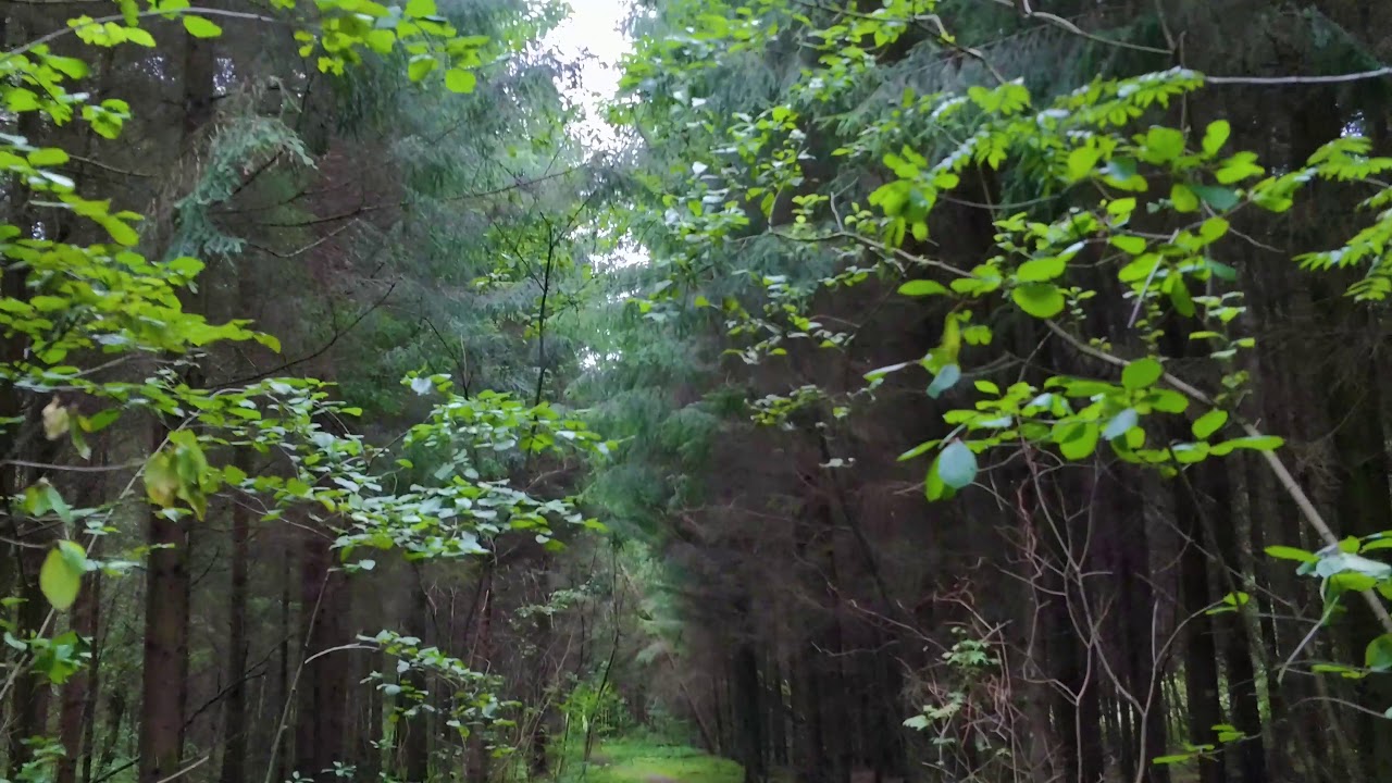 Bladee - Dumpster Baby