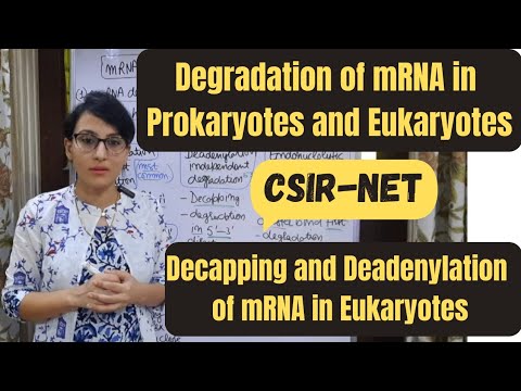 mRNA Degradation in Prokaryotes and Eukaryotes || Deadenylation and ...