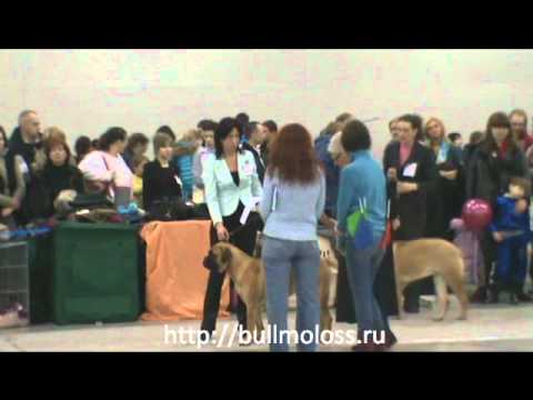 Евразия 2011