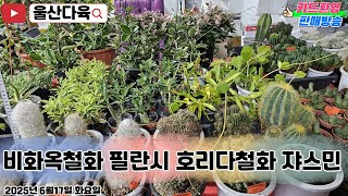 울산다육 6월17일 화요일 판매방송 진행합니다❣️ #울산다육 #다육이 #선인장 #아프리카식물 #쟈스민 #신상 #유튜브 #라이브 #실시간 #판매 #카드 #소통 #울