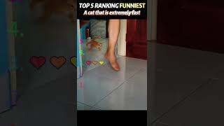 A cat that is extremely fast#fyp #viral #best #video #cringe #like#viral #best #video