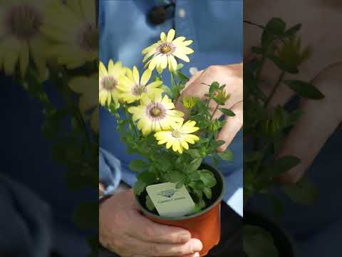 The Easy Summer Flower with a Wildlife Bonus
