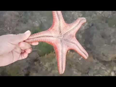 Lamang Dagat || Mhemee Vlog