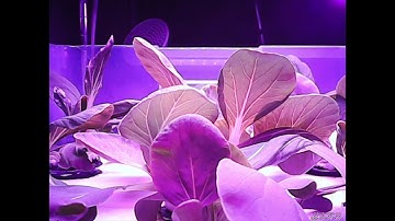 AMKPS Arduino Automated Hydroponics 5-Day Timelapse Video