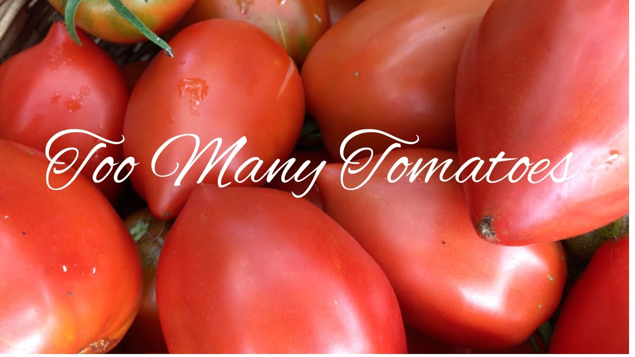 Too Many Tomatoes YouTube