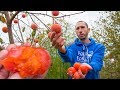 AMAZING Persimmon Harvest | Eating the Divine Fruit from My Backyard Garden