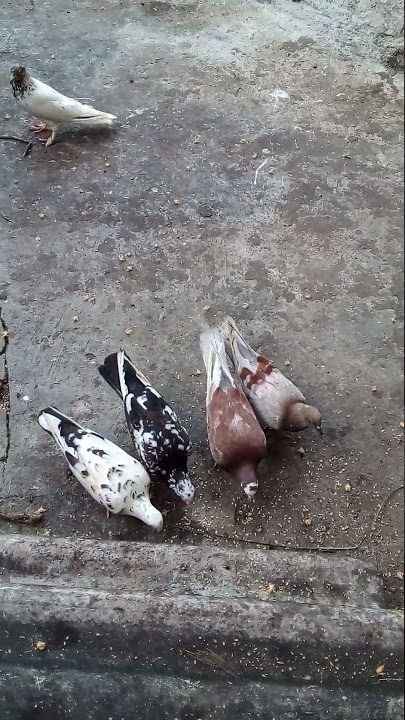 nagka epa ta bro pura vala ka tokunom