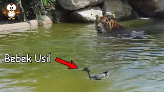 Seekor Bebek dengan Berani Mengerjai Seekor Harimau.!!