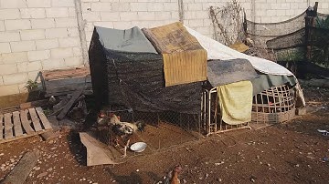 -pub qaib  sib tog leej twg nyiam nug tau nawb