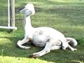 baby alpaca being born 6 14 11.MP4