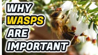 Why Wasps Are Important (Good For Your Garden) Why Wasps Are Great For Your Garden