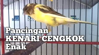 Kenari Bon Gereja GACOR Nagen satu Titik| Pancingan Masteran KENARI