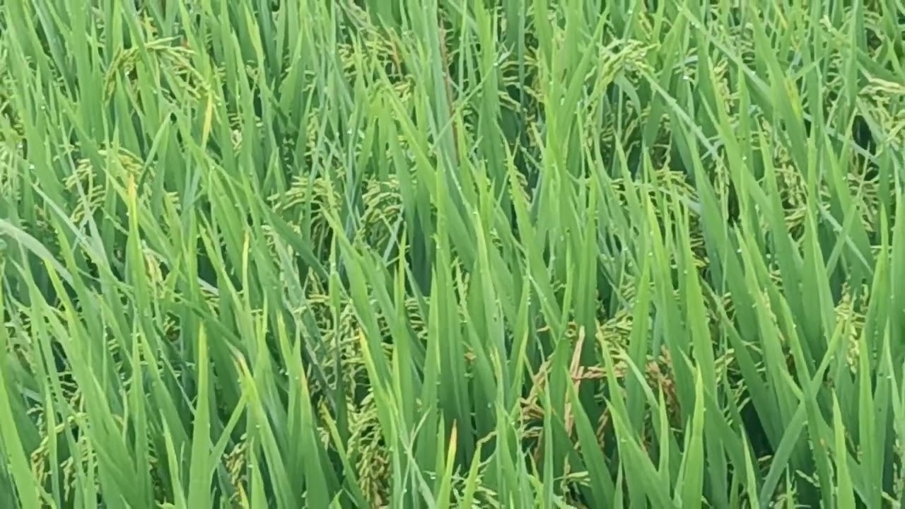 Giai đoạn công trái me, vô gạo lem lép vàng lá chín xóm