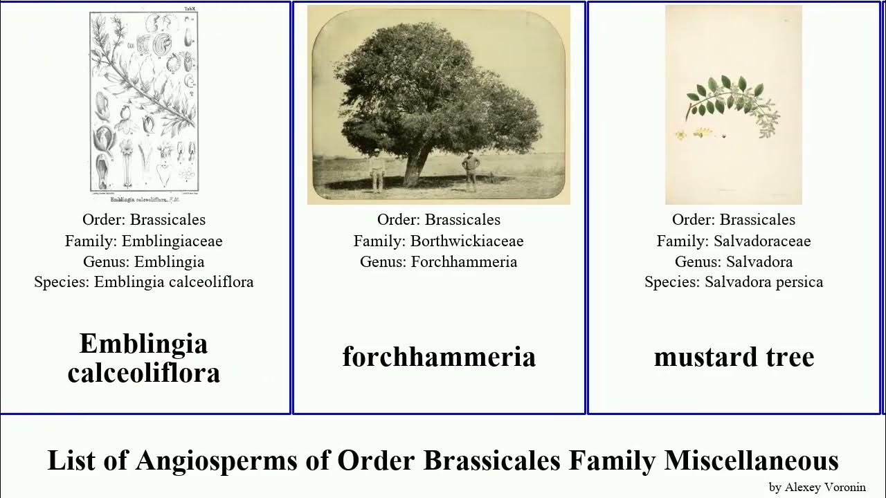 List of Angiosperms of Order Brassicales Family Miscellaneous tree