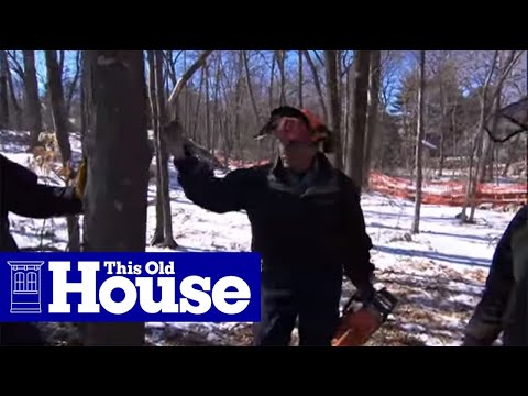How to Cut Down a Tree Safely | This Old House