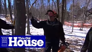 How to Cut Down a Tree Safely - This Old House