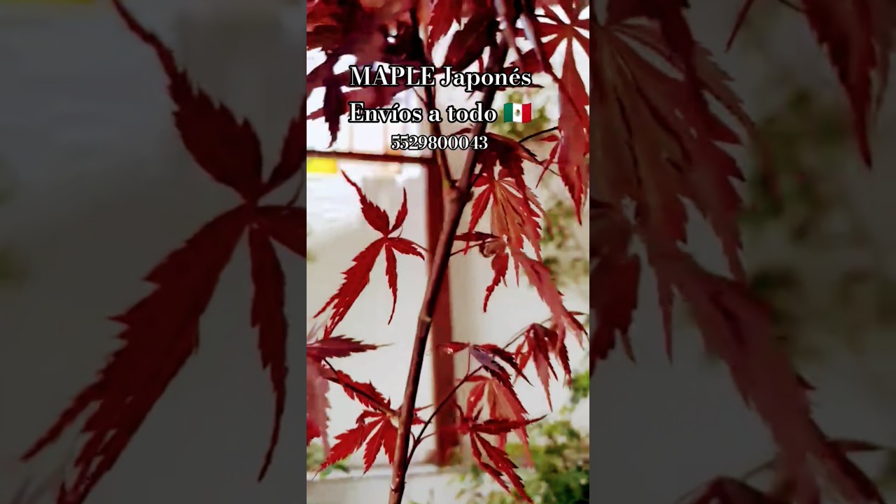 🍁 Japanese Maple 🍁 An elegant, magical tree that few possess