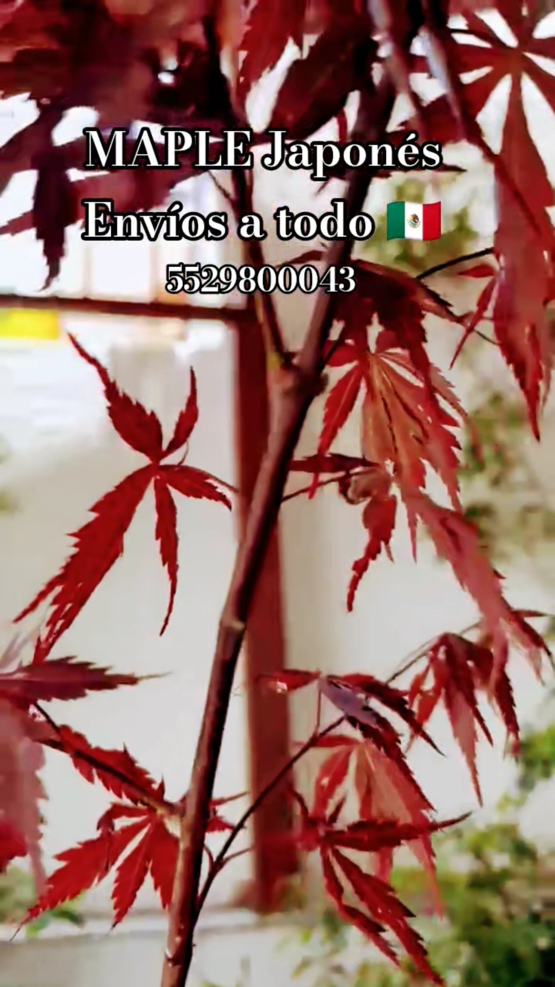 🍁 Japanese Maple 🍁 An elegant, magical tree that few possess