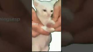 Si T Quieres Bailar Sopa De Caracol contenido Inentendible Xd