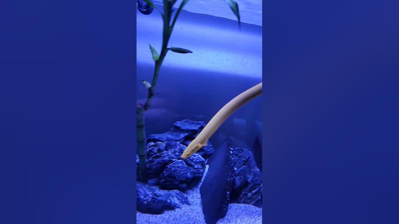 Rope Eel on the move!! aquarium fish eel YouTube