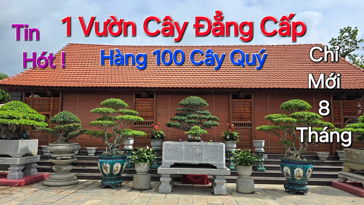 CHOÁNG NGỢP 1 VƯỜN CÂY ĐẲNG CẤP chỉ vỏn vẹn được 8 THÁNG - chủ vườn CHI RA SỐ TIỀN CỰC KHỦNG .