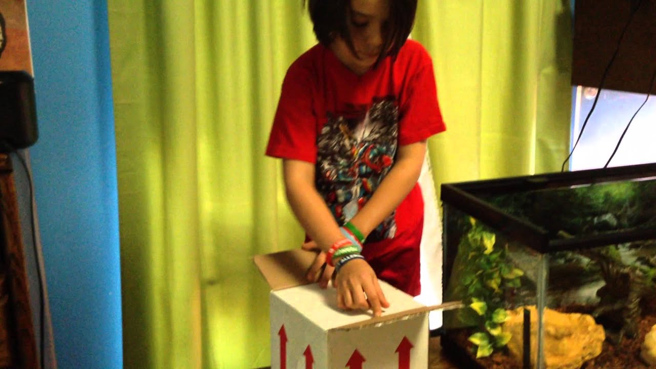 Pastel Yellow Belly Ball Python Unboxing from LLLReptile - YouTube