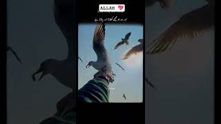 #Islamic #Islam #Muslim #Deen #Ummah #IslamicPost #IslamicEdits #IslamicQuotes #Quran#cuet#viral#yt