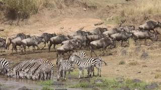 Crocodile takes down wildebeest at Mara River Crossing ( Shot with a 600mm lens with no tripod)