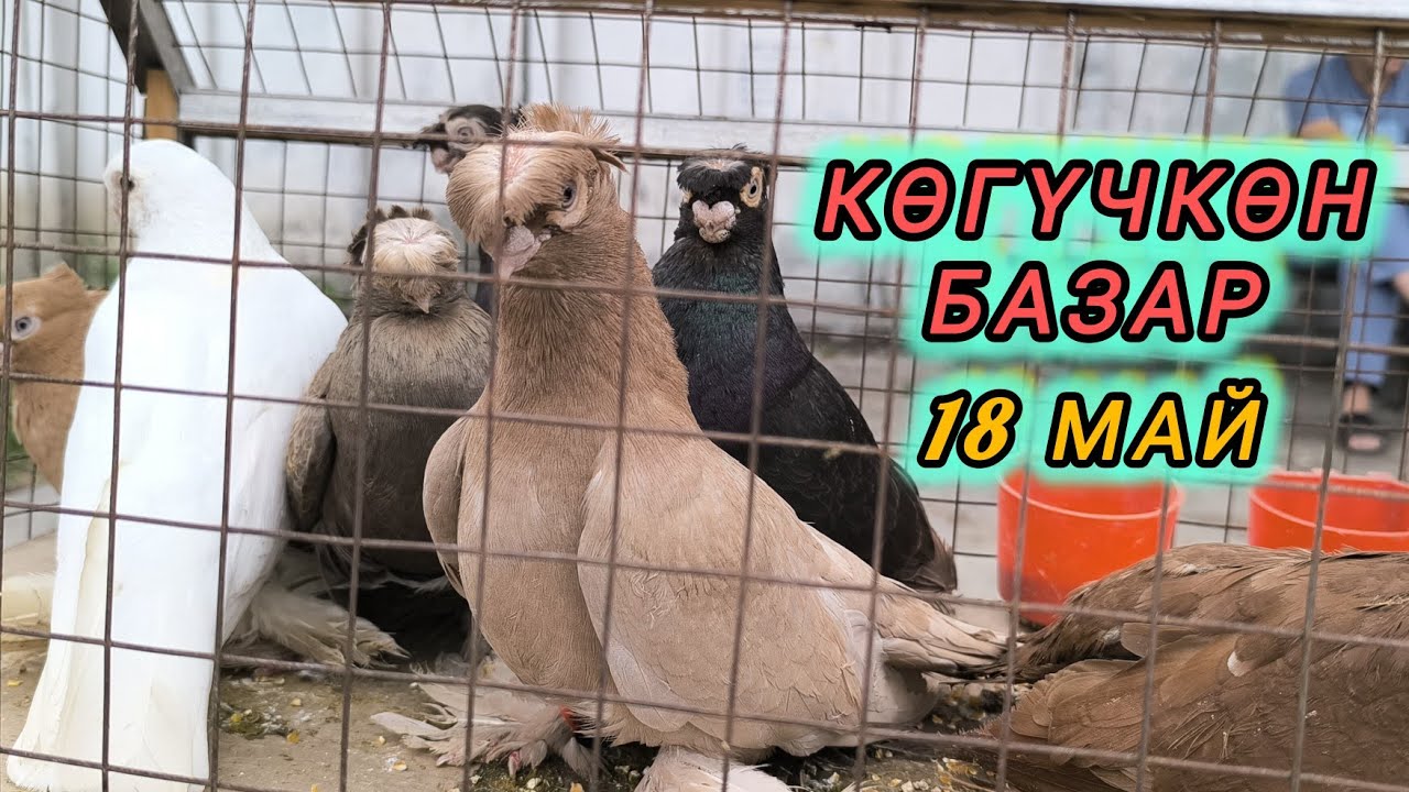 Көгүчкөн базар. Голуби. #кептер #когучкон #тоокбазар #итбазар #малбазар