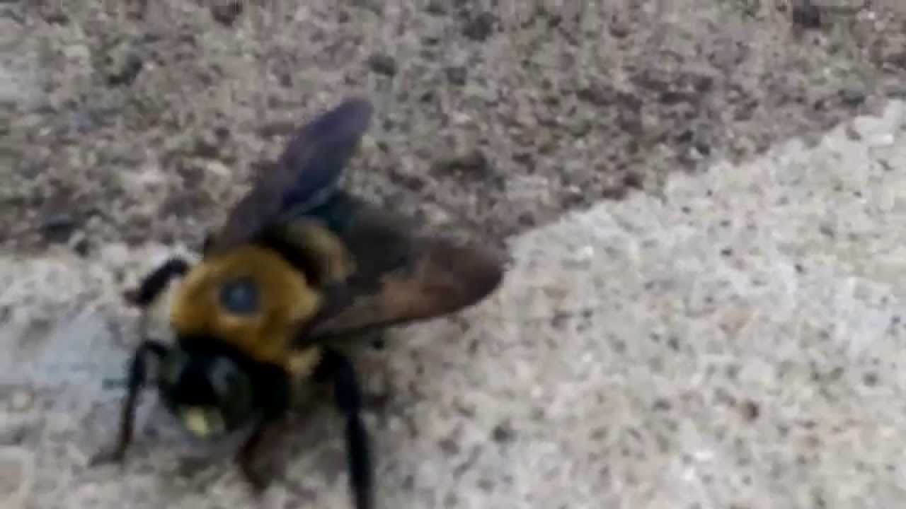 Dying carpenter bee YouTube