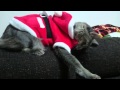 サンタ服の襟が気になる猫 Cat Santa clothing collar is anxious