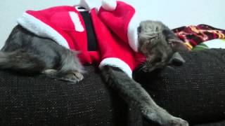 サンタ服の襟が気になる猫 Cat Santa clothing collar is anxious