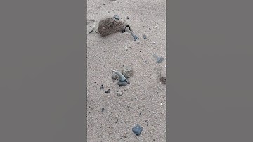 Shark Teeth Everywhere Watch Your Step! #florida #fossils