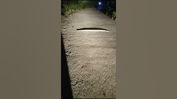 Python molurus (indian rock python)