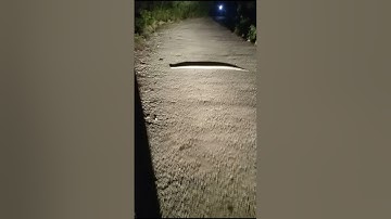 Python molurus (indian rock python)